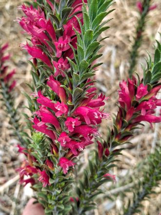 Eremophila calorhabdos Australian native plant