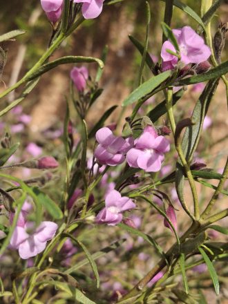 Eremophila complanata Australian native plant