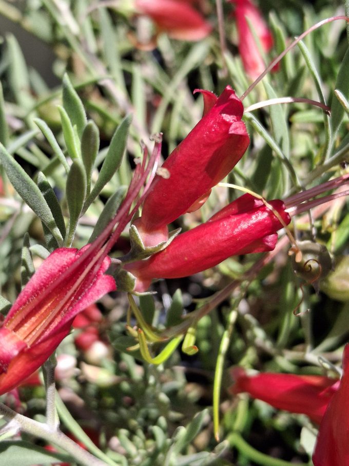 Eremophila decipiens Australian Native plant