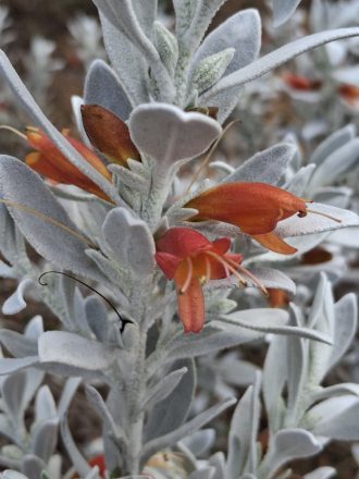 Eremophila glabra Australian native plant