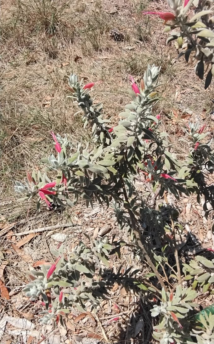 Eremophila glabra Inland SA form Australian native plant