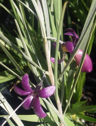 Eremophila oppositifolia Midnight Australian native plant