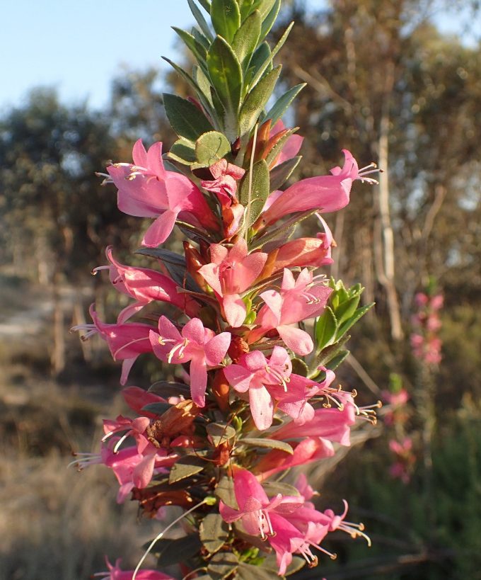 Eremophila calorhabdos Australian native plant