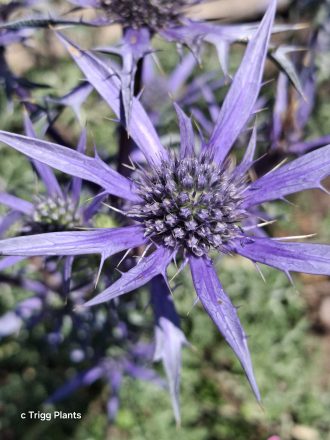 Eryngium bourgattii (Sea Holly)  in 50mm Forestry Tube