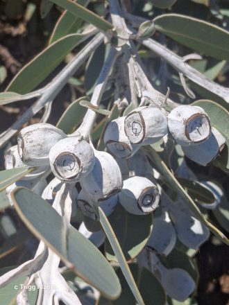 Eucalyptus pleurocarpa - Australian Native Tree