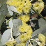 Eucalyptus wyolensis Australian native plant