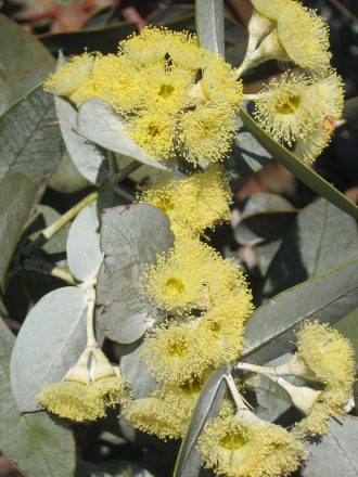 Eucalyptus wyolensis 50 seeds