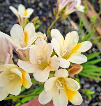 Freesia leichtlinii