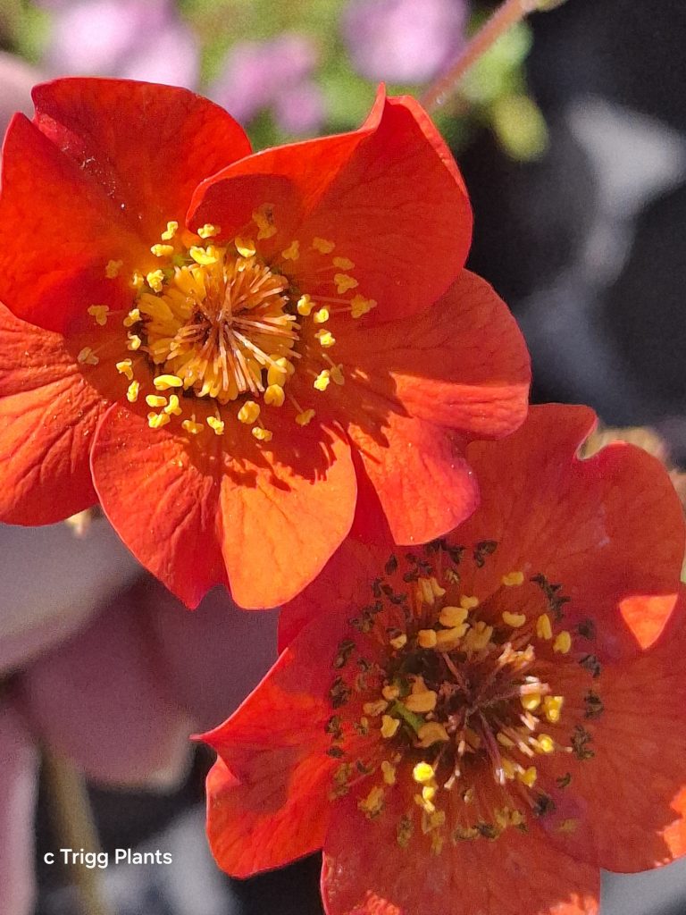 Geum magellanicum perennial plant