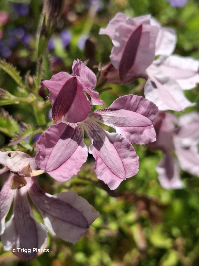 Goodenia macmillanii - Australian Native Plant