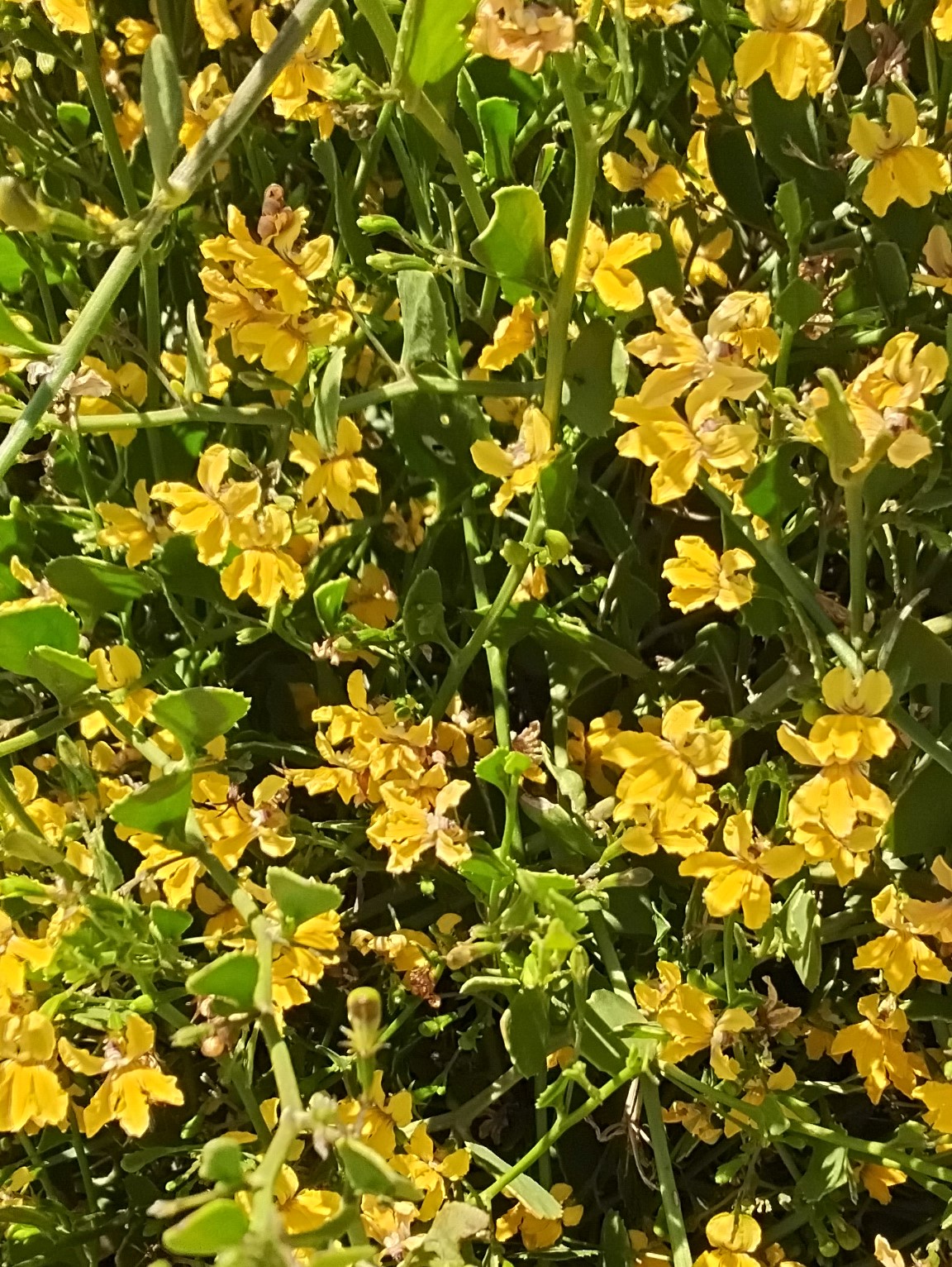 Goodenia varia Australian native plant