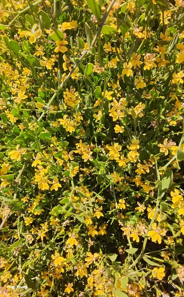 Goodenia varia Australian native plant