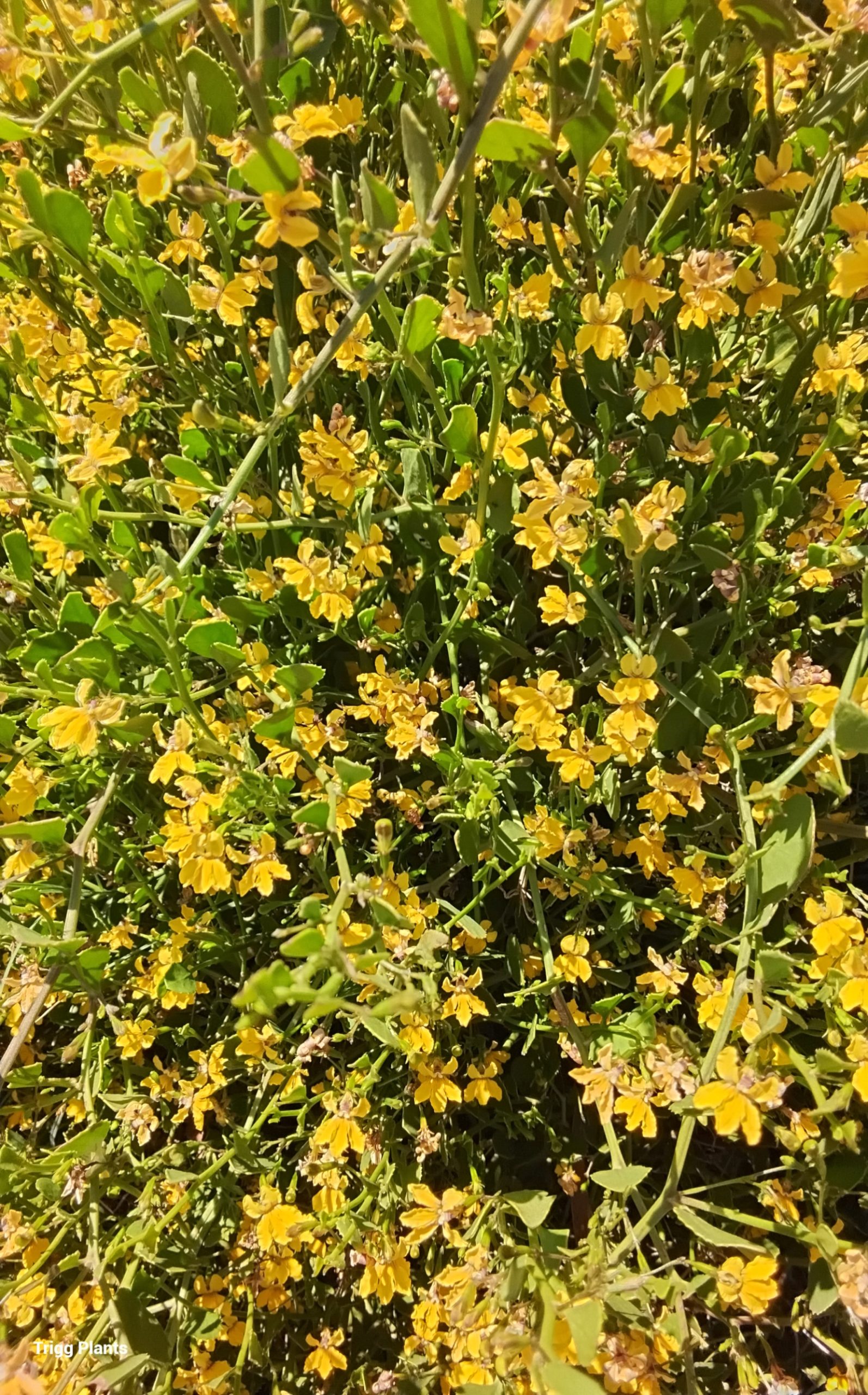 Goodenia varia Australian native plant