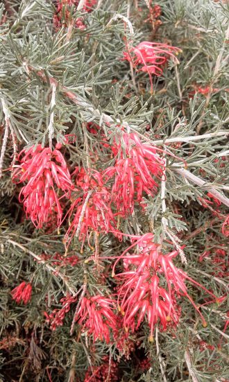 Grevillea Ellendale Dragon Australian native plant