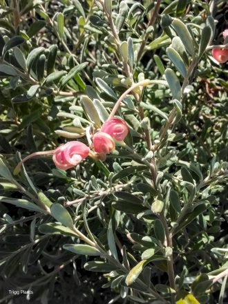 Grevillea Medika Magic in 50mm Forestry Tube