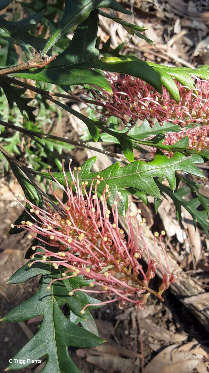 Grevillea Poorinda Anticipation Australian native plant