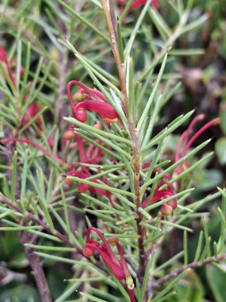 Grevillea acuaria fine leaf form Australian native plant