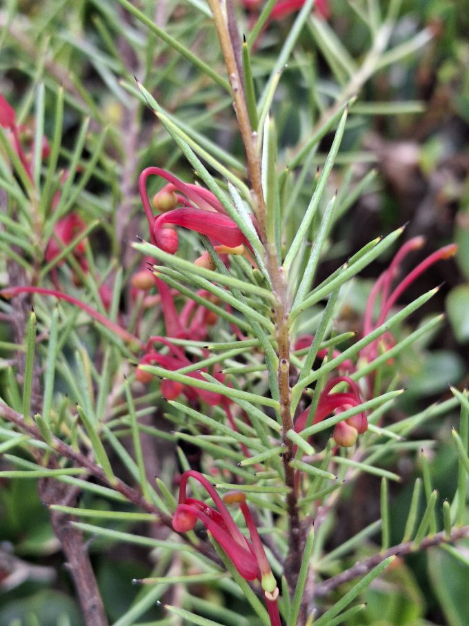 Grevillea acuaria fine leaf form Australian native plant