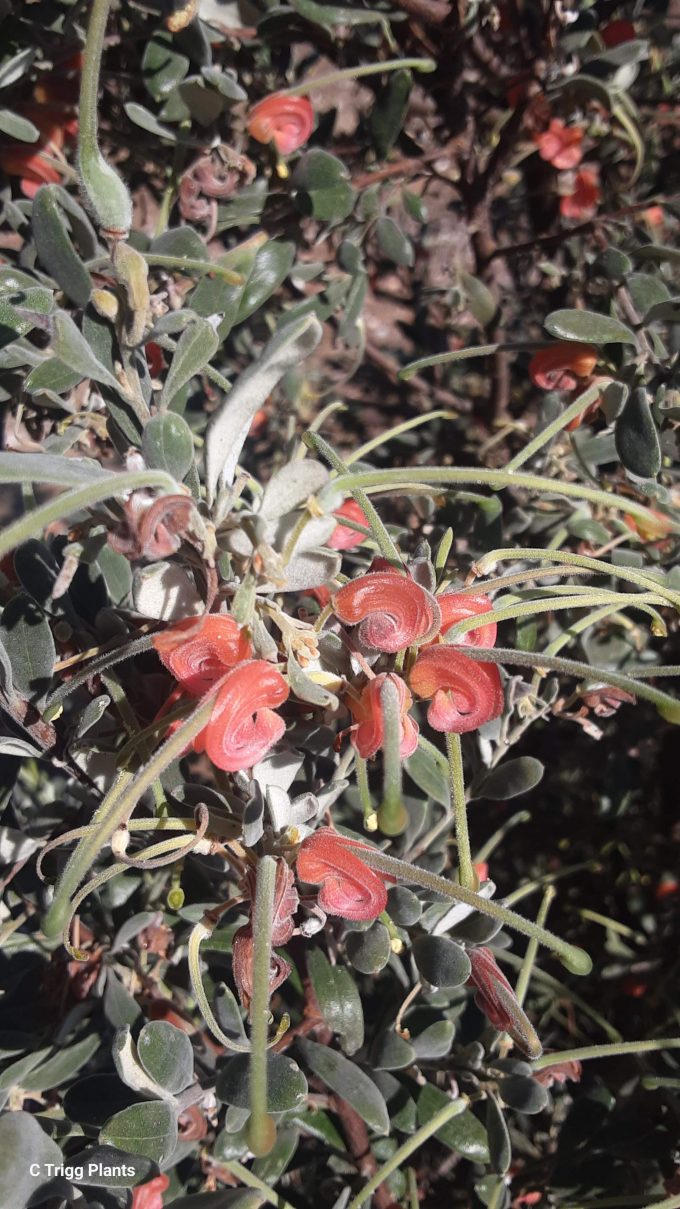 Grevillea arenaria - Australian Native Plant