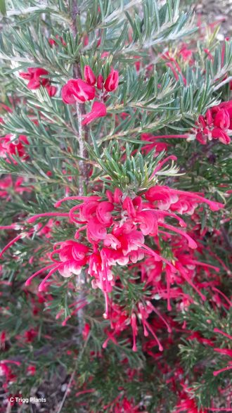 Grevillea lavandulacea 'Chetwynd' Australian native plant