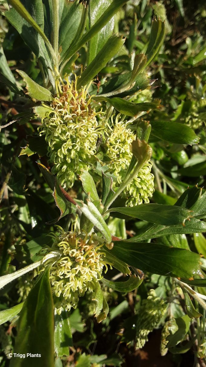 Grevillea manglesioides - Australian Native Plant