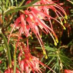 Grevillea Pinaster Compact - Hardy Australian Native Plant
