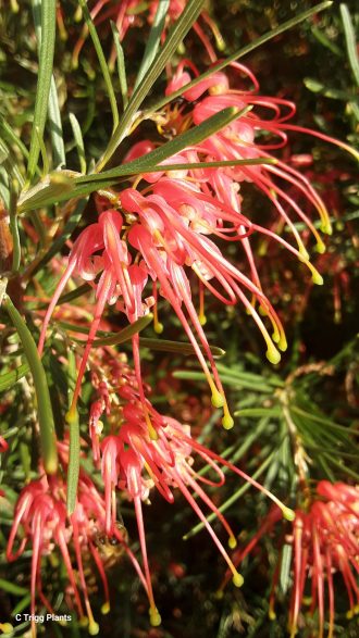 Grevillea Pinaster Compact in 50mm Forestry Tube