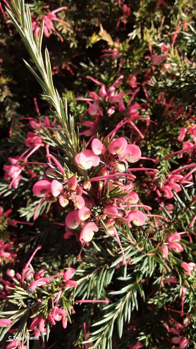 Grevillea rosmarinifolia nana - Australian Native Plant