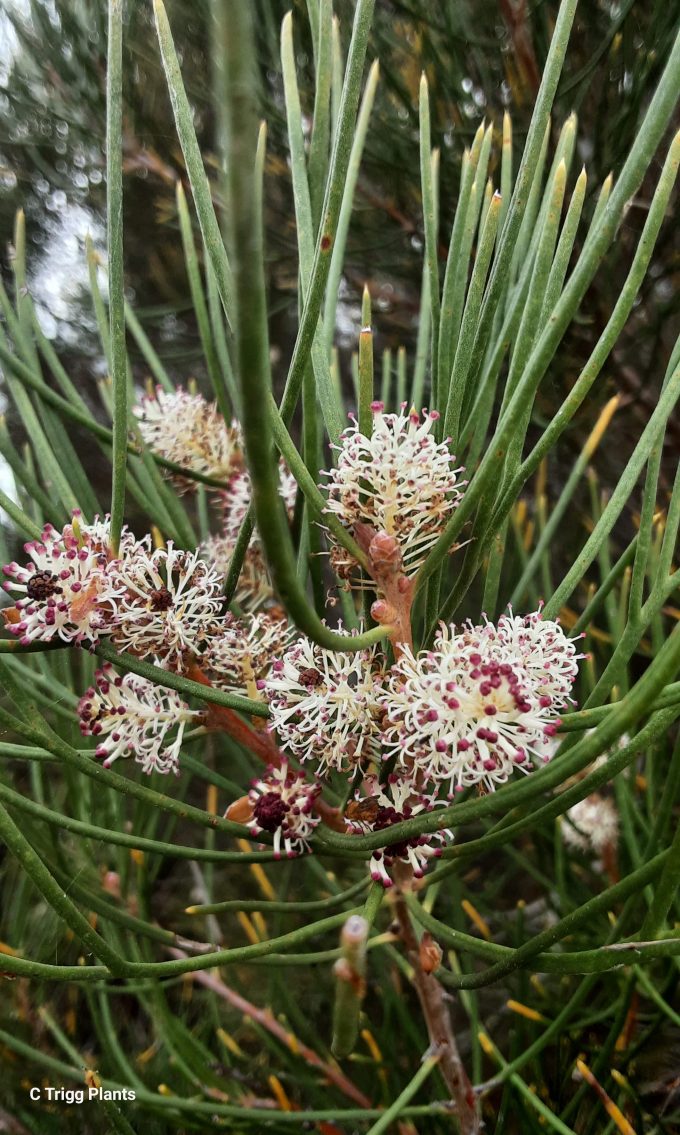 Hakea drupacea - Australian Native Plant