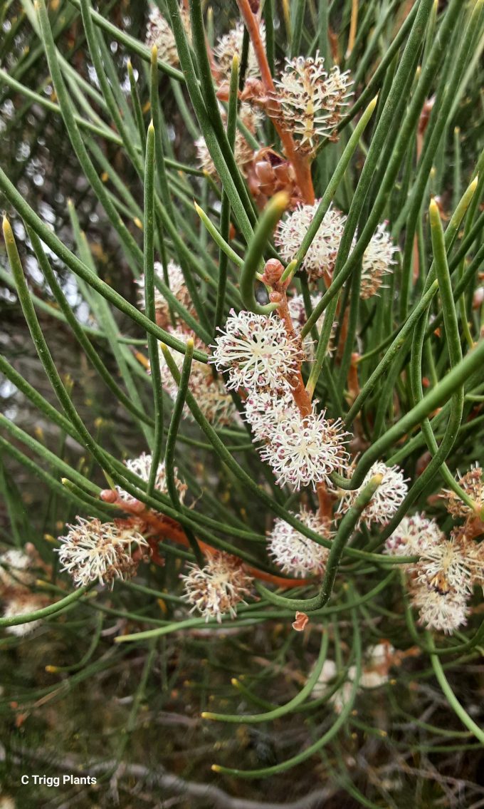 Hakea drupacea Australian native plant