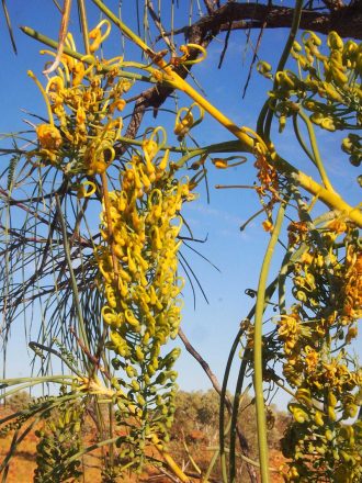 Hakea chordophylla Australian native plant