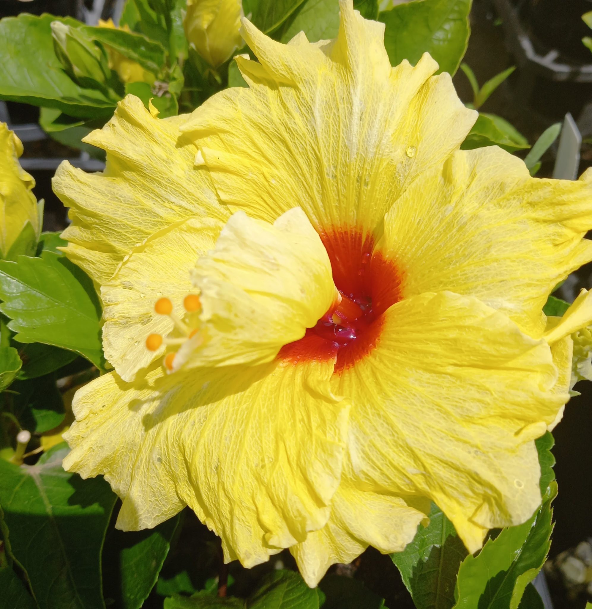 Hibiscus Lemon Empress in 85mm Squat Pot – Trigg Plants