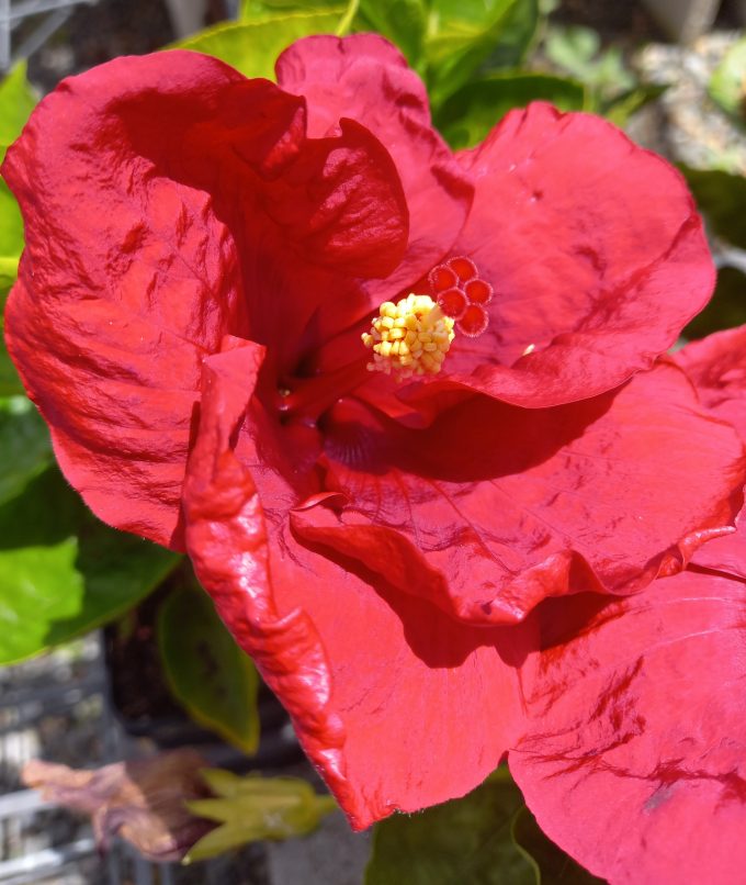 Hibiscus Red Rascal in 85mm Squat Pot