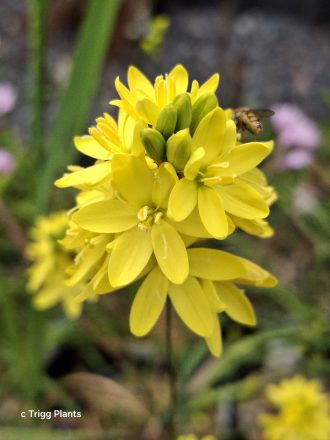 Ixia odorata