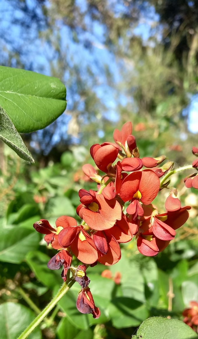 Kennedia laterita Australian native plant