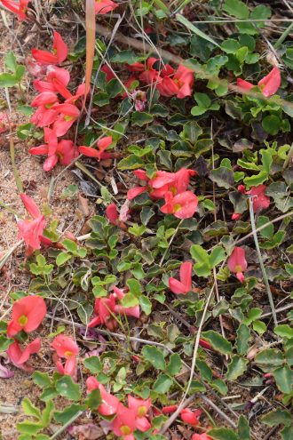 Kennedia prostrata - Australian Native Plant