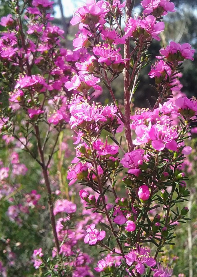 Kunzea affinis in 68mm Super Tube