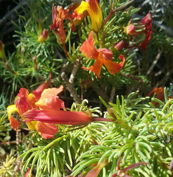Lechenaultia superba Australian native plant