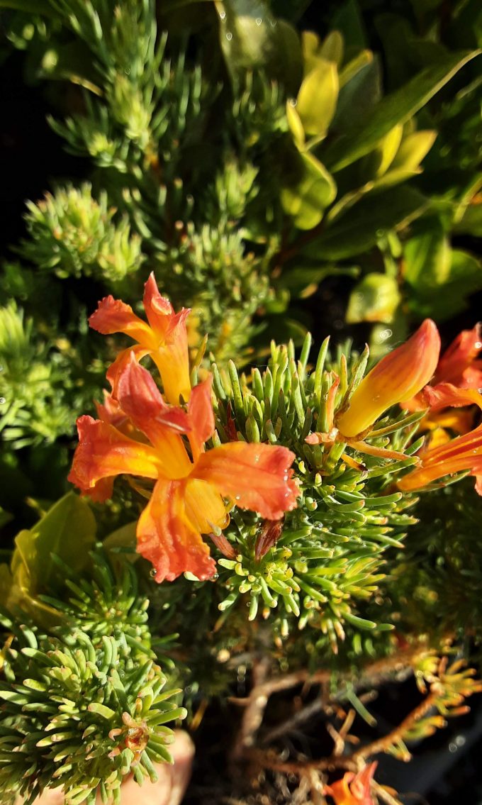Lechenaultia superba Australian native plant