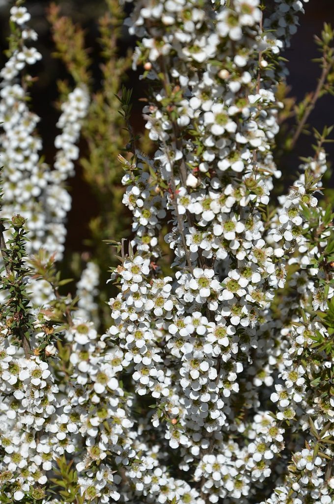 Leptospermum continentale - Australian Native Plant