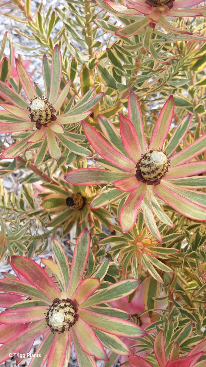 Leucadendron Jester