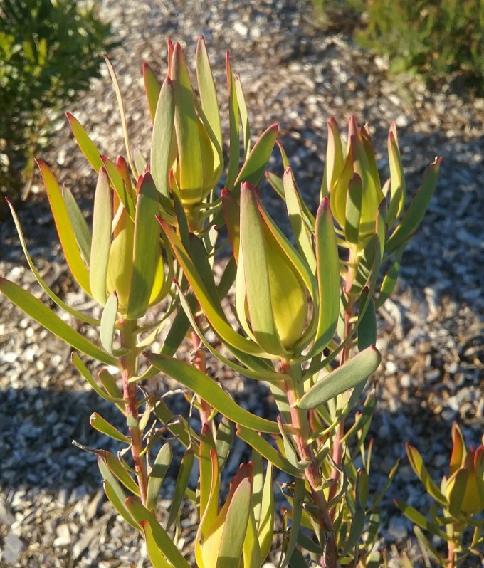 Leucadendron Oriental Blush label