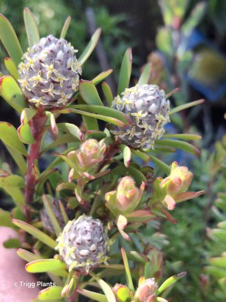 Leucadendron linifolium perennial plant