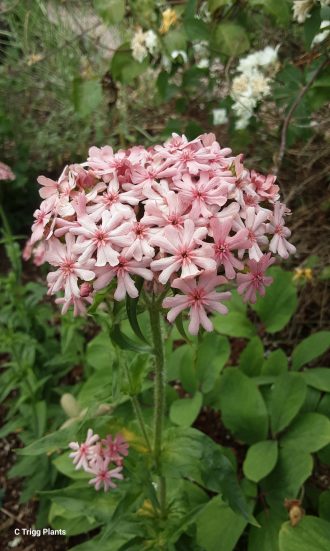 Lychnis chalcedonica Pinkie perennial plant