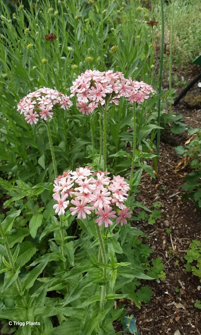 Lychnis chalcedonica Pixie perennial plant