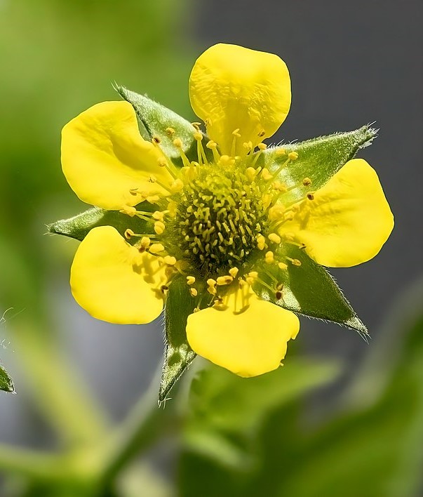 Geum urbanum in 50mm Forestry tube