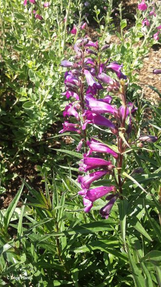 Penstemon Midnight - Small Perennial Plant