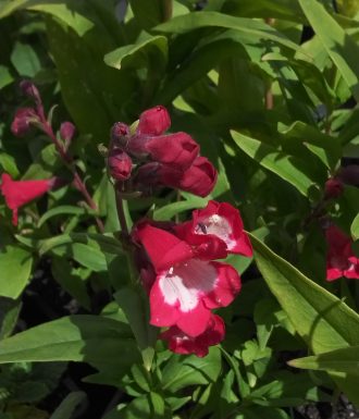 Penstemon Red Bells in 68mm Super Tube