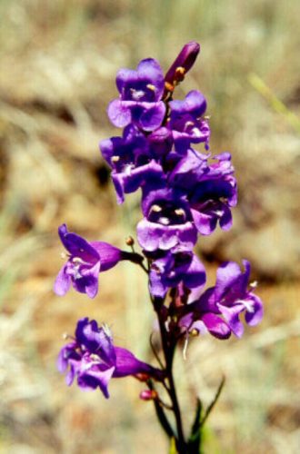 Penstemon venustus in 50mm Forestry Tube