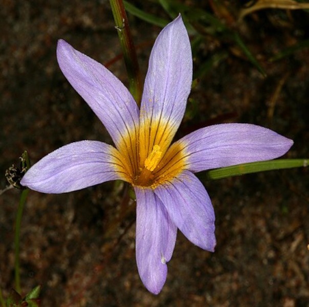 Romulea tabularis